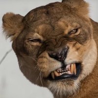 BewareAuss (@aussbeware) 's Twitter Profile