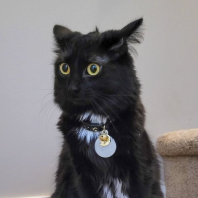 ime Eevee : ) im scared of everythimg adn will steal you're salomin 🐟 mine human , is @keirezz