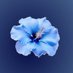 flor_a (@florr098z) Twitter profile photo flor_a (@florr098z) Twitter profile photo