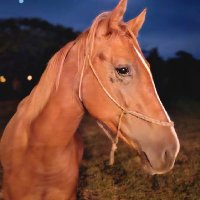 Nicolas el Gaucho (@nicolas17657079) 's Twitter Profile
