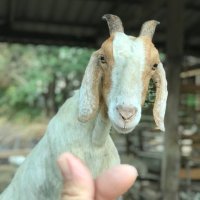 Goat Lo Lo (@gaot_goto) 's Twitter Profile