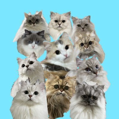 🐾13にゃんずもふもふドタバタ日記🐾 うちの子プロフィールは固定ポスト見てください👀 nekochan公式ライバー、ライバー名もふもふファミリー🎡🫧です。是非生のもふもふっ子達見に来てくださいね✨JKC公認トリマー 愛玩動物飼養管理士2級 無言フォロー失礼します🙇🏻♀️ 画像&動画の無断転載❌