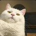 Luli (@grumpy_tita) Twitter profile photo Luli (@grumpy_tita) Twitter profile photo