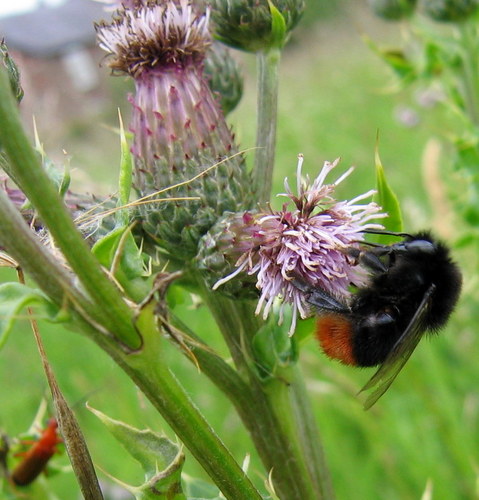 To encourage the planting of new meadows across the country to increase viable healthy habitat for native wildlife.