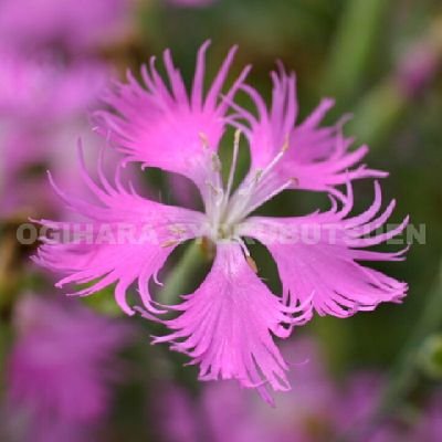 nadeshiko1156's profile picture. èªã¿è§£ãçå®ã«è¿ä»ããã