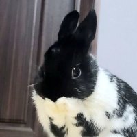 🌸Bom🐾봄이🐰🎂 (@springwithi) 's Twitter Profile Photo