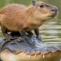 Taoist Sage Capybara (@wayofcapybara) 's Twitter Profile