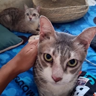 MiloMilkyCats's profile picture. 