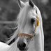 نــــــــوره (@mjrd_ensanh551) Twitter profile photo نــــــــوره (@mjrd_ensanh551) Twitter profile photo