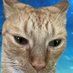 Ken (@notkenlieping) Twitter profile photo Ken (@notkenlieping) Twitter profile photo