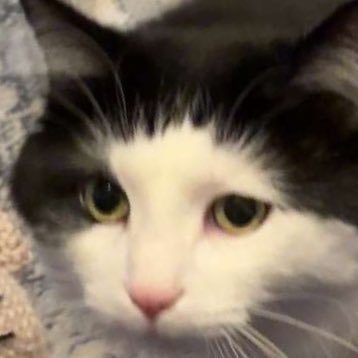 cambambiii's profile picture. 