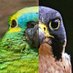 Pato Meira 🦜🇧🇷 (@crossrufus1) Twitter profile photo Pato Meira 🦜🇧🇷 (@crossrufus1) Twitter profile photo