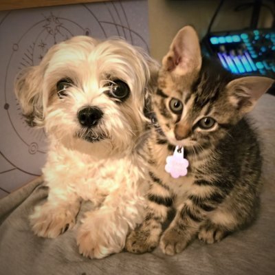 The adventures of a rescued dog and cat as they simultaneously are terrible criminals and absolute joys