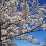 MITSUYOSHIDA's profile picture. ホームは2軒。
◎栃木県小山市「煮干し中華蕎麦 山崎🍜🍥」さん20160727より。

◎埼玉県さいたま市岩槻区「オランダ軒🍜🍥」さん20170412より。

◎前略 好みなんて 聞いてないぜSORRY 其ノ四推し。