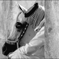 💫🦅Marazek (@tlmod95743) 's Twitter Profile