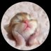 CatsFriends (@culanimal) Twitter profile photo CatsFriends (@culanimal) Twitter profile photo