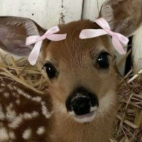 winx (@twinkrebell) 's Twitter Profile Photo winx (@twinkrebell) 's Twitter Profile Photo