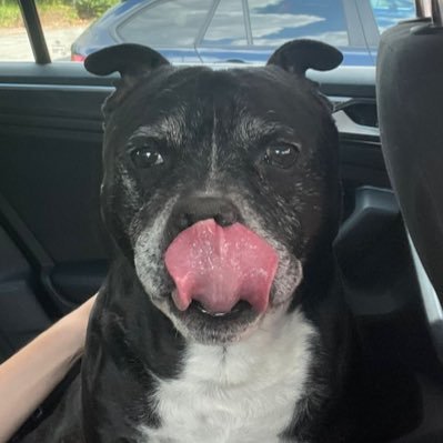 ex RMC enjoyer now shopify rebellion enjoyer || 19 || GC1 || i love my dog