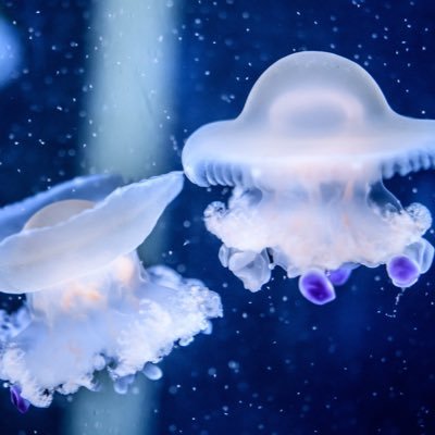 Efq1T's profile picture. ゴミ捨て場 ブロ解ミュート自己責任でお願いします