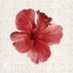 قرآن | quran (@quran80_) Twitter profile photo قرآن | quran (@quran80_) Twitter profile photo
