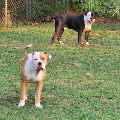 Patrick64617798's profile picture. Pittsburgh Steelers, Pittsburgh Penguins, Hog fan!