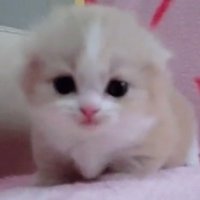 meow fnf (@meowfnf) 's Twitter Profile
