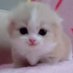 meow fnf (@meowfnf) Twitter profile photo meow fnf (@meowfnf) Twitter profile photo