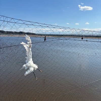 茨城県のレンコン畑で使用されている防鳥ネットに絡まり犠牲になってしまう野鳥をゼロにする事を目的としたアカウントです🌎オンライン署名は以下のリンクからご協力お願い致します🙏↓↓↓