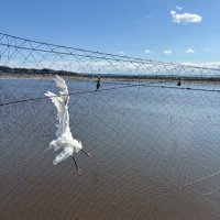 茨城レンコン畑で被害に遭う野鳥をなくす会 (@bird_save_) 's Twitter Profile Photo 茨城レンコン畑で被害に遭う野鳥をなくす会 (@bird_save_) 's Twitter Profile Photo
