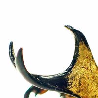 Bug's collector (@collectorbugs) 's Twitter Profile