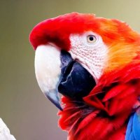 parolulo (@parolulo) 's Twitter Profile