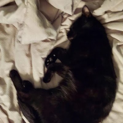 Talkingcat097's profile picture. 