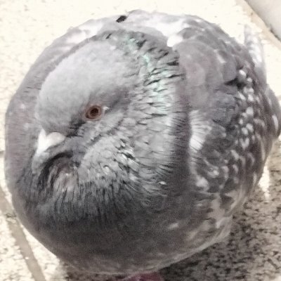 hotatenonimono2's profile picture. 裏垢兼10932兼表じゃ言いにくい愚痴
18↑