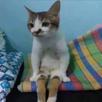 hammybutcooler's profile picture. #1 hum fan