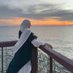 چيا (@jihad_mo11) Twitter profile photo چيا (@jihad_mo11) Twitter profile photo