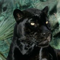 BAGHEERA (@bagheera673) 's Twitter Profile Photo BAGHEERA (@bagheera673) 's Twitter Profile Photo