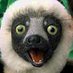 zoboomafoo (@zoboknowsball) Twitter profile photo zoboomafoo (@zoboknowsball) Twitter profile photo