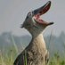 Shoebill tours Mabamba Office (@toursoffice0757) Twitter profile photo Shoebill tours Mabamba Office (@toursoffice0757) Twitter profile photo