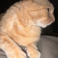 Hoss (@hossness) 's Twitter Profile