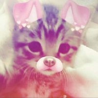 Kyo Kirashedtwt (@kirakyo00) 's Twitter Profile