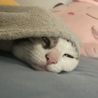247 Gaming (@gingerssbu) 's Twitter Profile