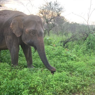 ghimi39587's profile picture. Men share soul