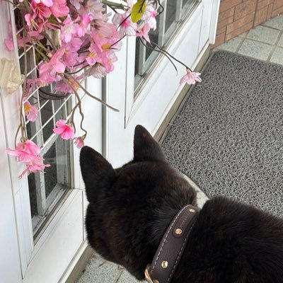 Suzumeinoti's profile picture. 人人2年 いのちを愛でて生きている