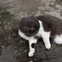 aliq3nl (@cli3qen) 's Twitter Profile