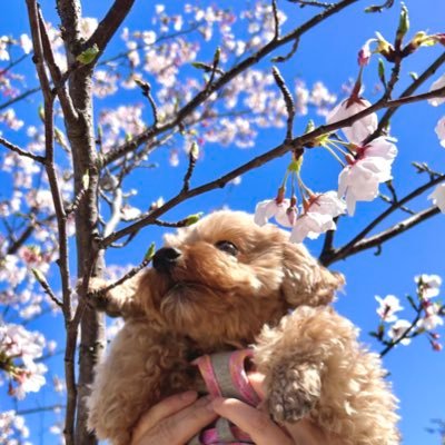 pino_fuwafuwa's profile picture. 2022年1月30日生まれ ペキプーの女の子です🐶
