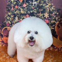 baron bonbon the himebroshi (@chefftaloo) 's Twitter Profile Photo baron bonbon the himebroshi (@chefftaloo) 's Twitter Profile Photo