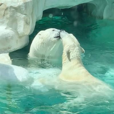 noRiC0pin's profile picture. アイコンは🐻‍❄️イコロとデア、ヘッダーはゴーゴ🐻‍❄️長年使っていたアカウントにログイン出来なくなり別アカウント作成。2023.4.1 iphone故障後ログインできなくなり再度アカウント作成。また動物好きアカウントでやっていきます！