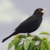 Blackbird11 (@cosouthyorks) Twitter profile photo Blackbird11 (@cosouthyorks) Twitter profile photo