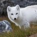 White FoX (@ameerak26) Twitter profile photo White FoX (@ameerak26) Twitter profile photo