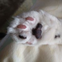 ikkan (@hgvfh2halsov83p) 's Twitter Profile